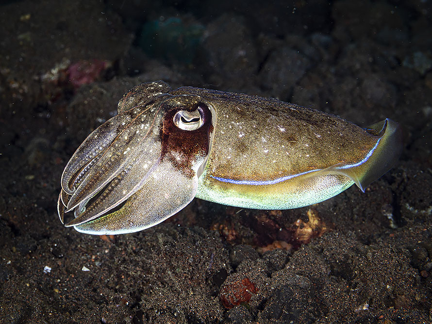 Acanthosepion pharaonis
